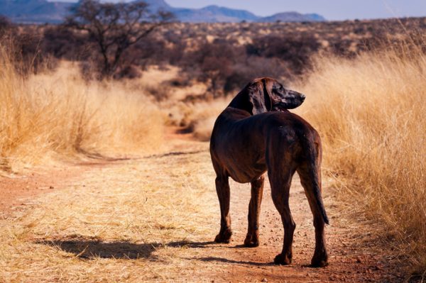 Dog in a dirt road