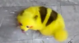 pokemon