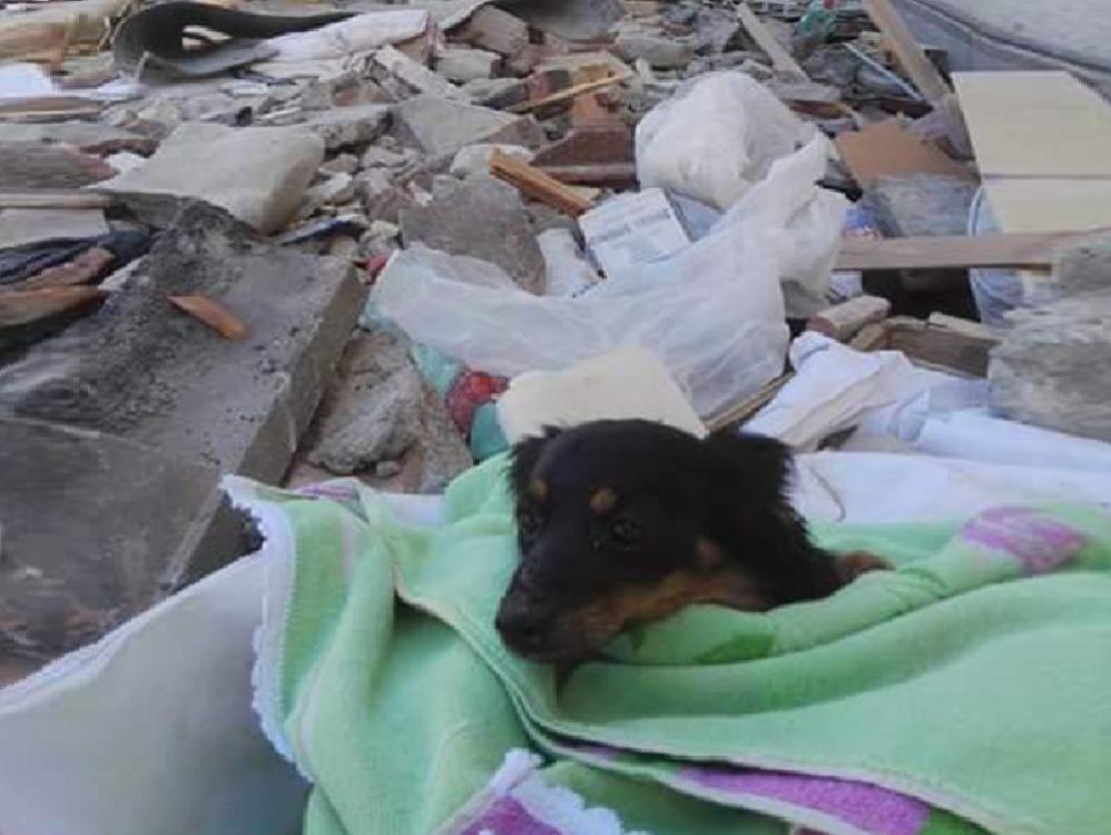 cane recuperato tra le macerie terremoto Amatrice