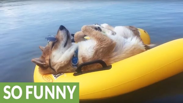 Chiko lo Shiba Inu che se la spassa in vacanza (VIDEO)