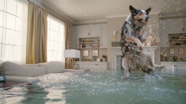 Olimpiadi dei cani, il nuoto in casa allagata (VIDEO)