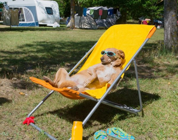10 cani che amano la vacanza in campeggio (FOTO)