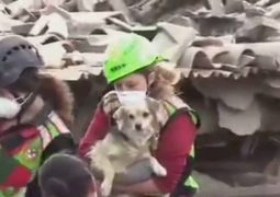 Terremoto in tempo reale, emergenza cani e gatti abbandonati (VIDEO)