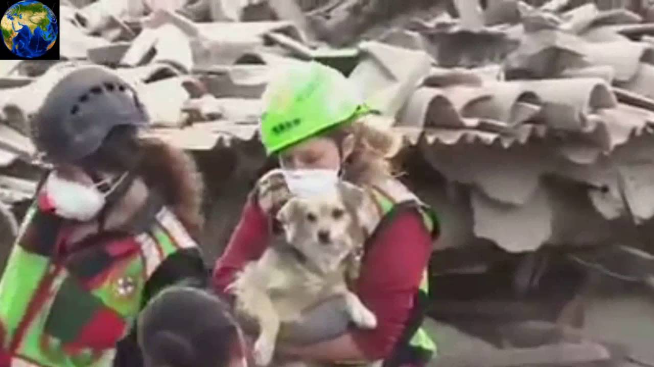 Terremoto in tempo reale, emergenza cani e gatti abbandonati (VIDEO)