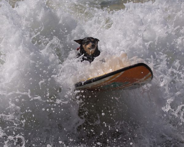 10 cani eccellenti surfisti (FOTO)
