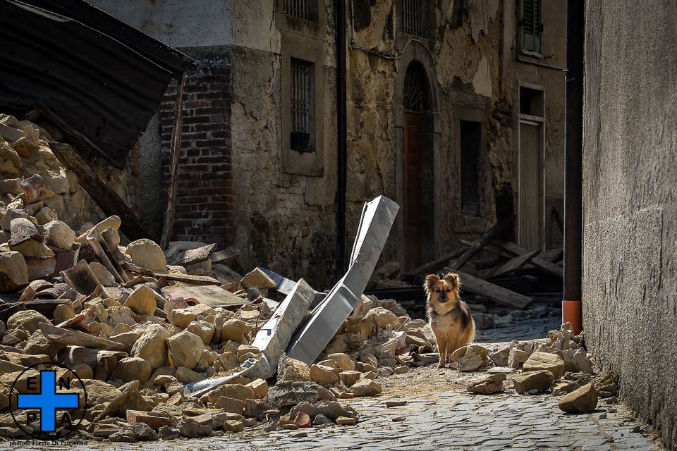 cane tra macerie del terremoto