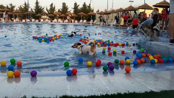 cani e persone in piscina