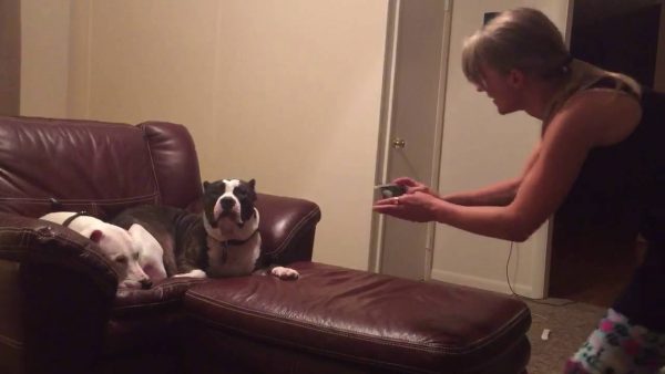 Harvey, il cane che odia essere fotografato (VIDEO)