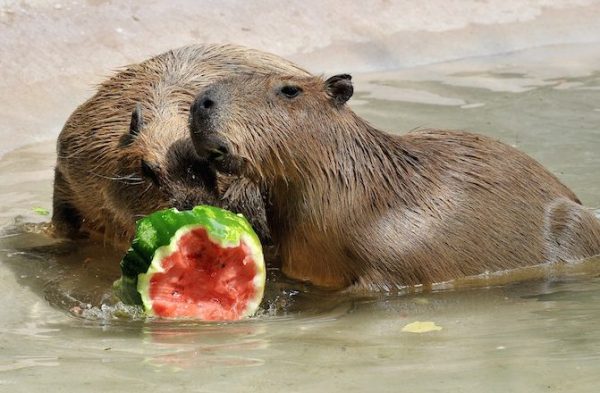 capibara e anguria