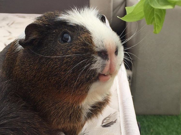 cavia girata