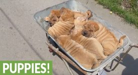 Cuccioli di Shar Pei e il sonno in culla alternativa (VIDEO)