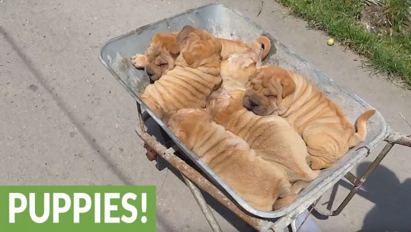 Cuccioli di Shar Pei e il sonno in culla alternativa (VIDEO)