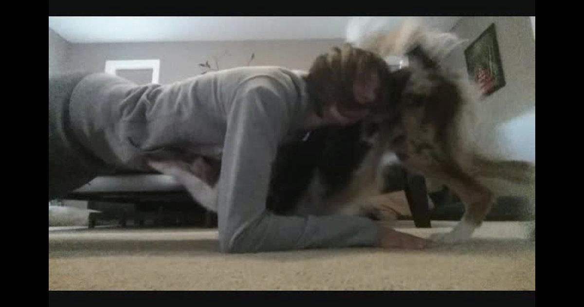 Lava, border collie allergico al fitness (VIDEO)