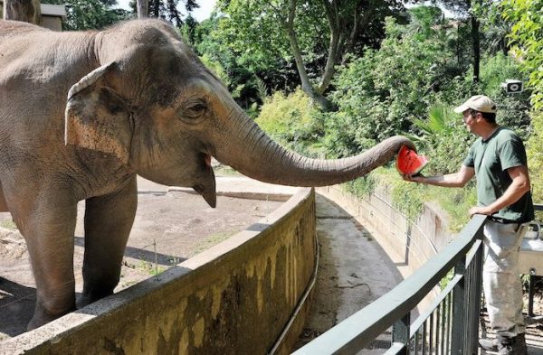 elefante afferra anguria