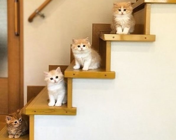 gattini su scale