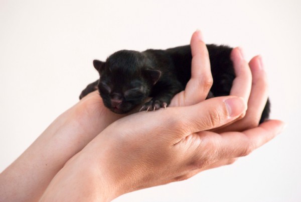 Comportamento gatta con cuccioli appena nati 