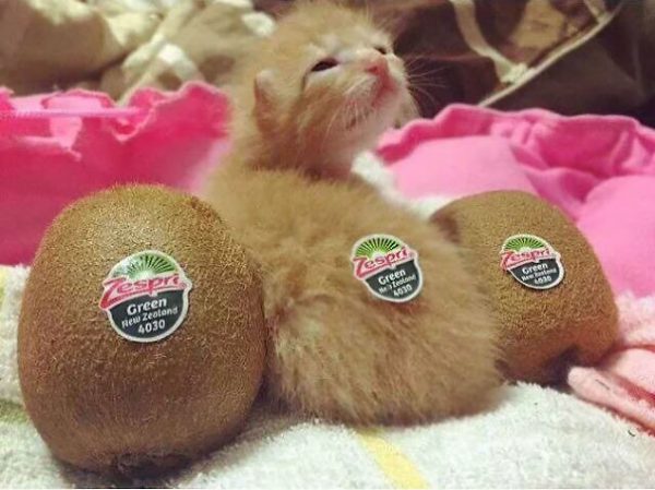 gattino tra i kiwi