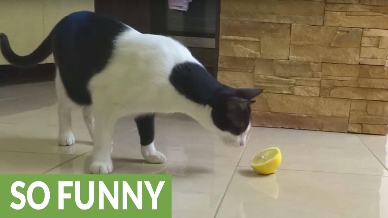 Coco, la gatta sconvolta dal limone (VIDEO)