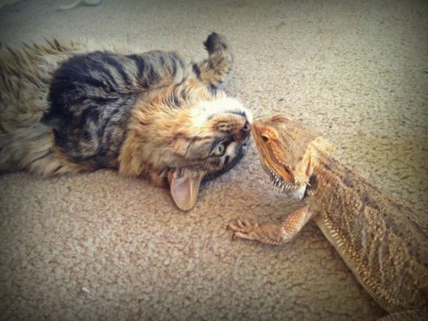 gatto e iguana