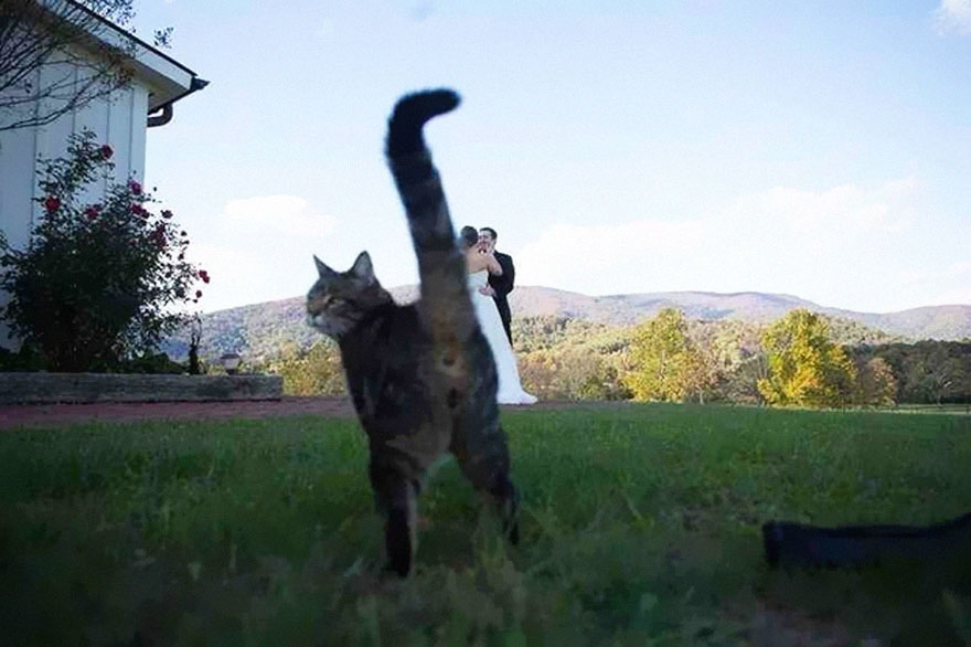 gatto girato in primo piano