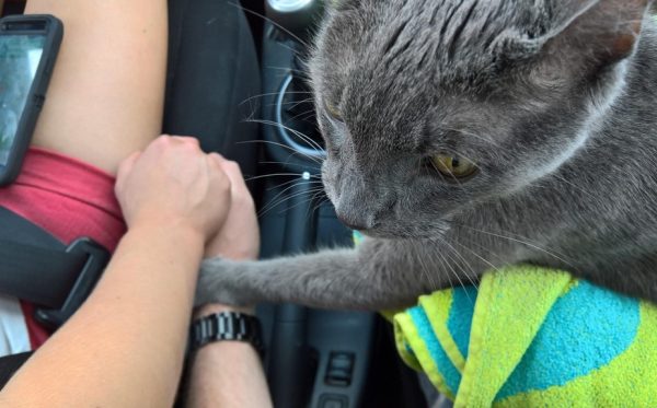 Gatto Andrew, ultimo saluto d'amore alla famiglia