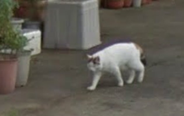 gatto su google stree view