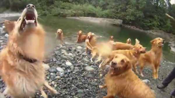 Per la tribù di golden retriever party al fiume (VIDEO)