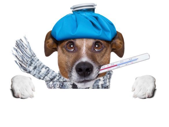 influenza canina sintomi contagio