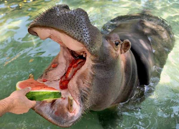 10 animali e la cocomerata di Ferragosto (FOTO)