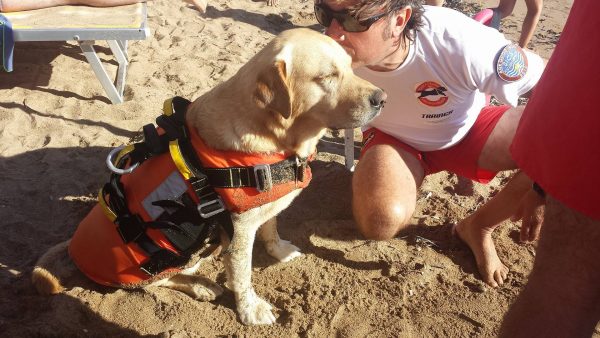 labrador baciato dal conduttore