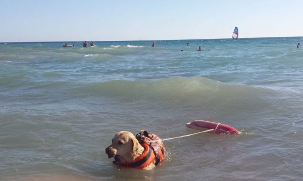 labrador in acqua