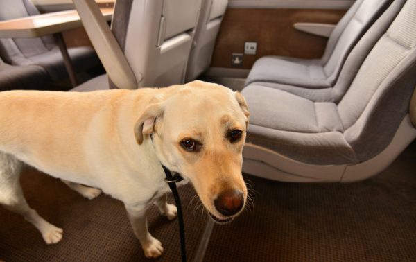 Cani in treno a 5 euro contro gli abbandoni estivi