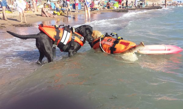 6 labrador bau watch al lavoro in spiaggia (FOTO)