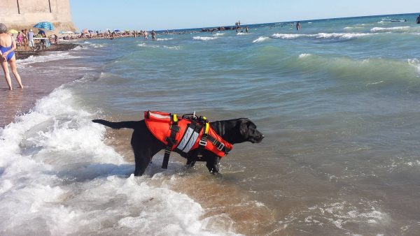 labrador nero entra in acqua