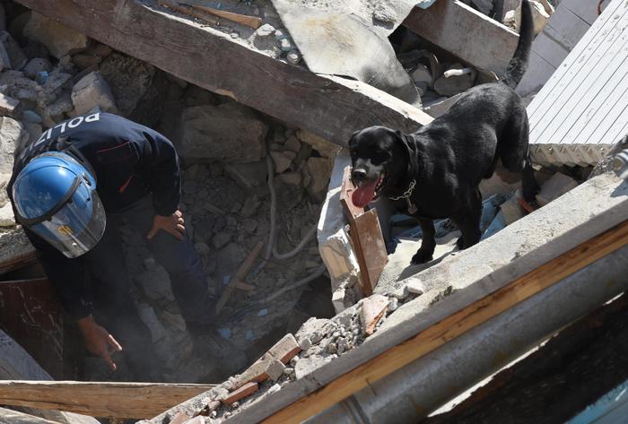 Terremoto in tempo reale, il labrador Leo salva una bimba