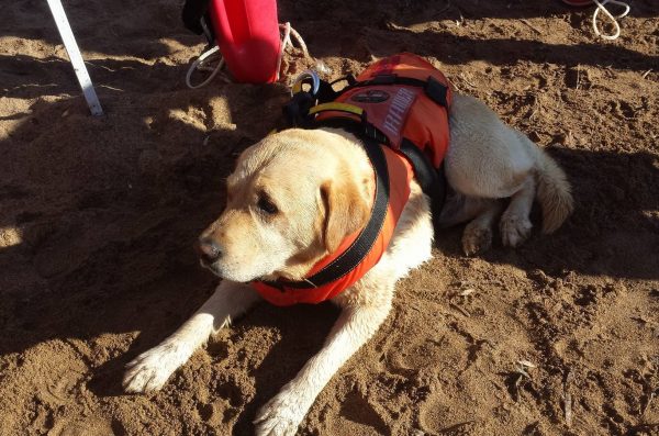 labrador seduto sabbia