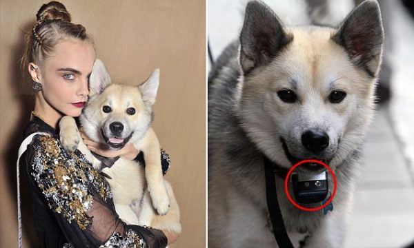 Leo e il collare al pepe, vita da cane di topmodel