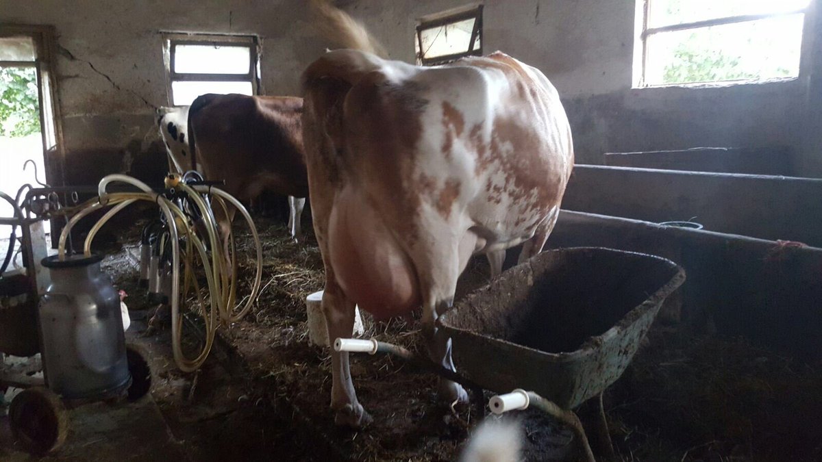 mucca in una stalla
