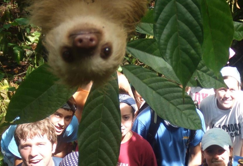 opossum a testa in giù