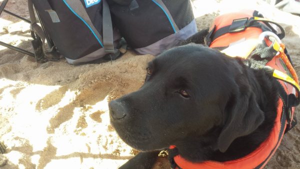 primo piano labrador nero