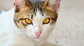 Blefarite gatto cause sintomi cosa fare