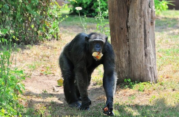 scimpanze e anguria