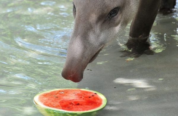 tapiro e anguria