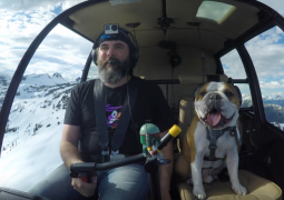 Mr Bentley, bulldog nato con la camicia (VIDEO)