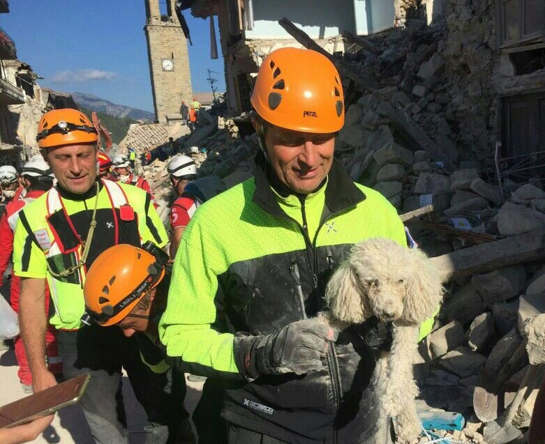 vigile del fuoco porta barboncino estratto dalle macerie