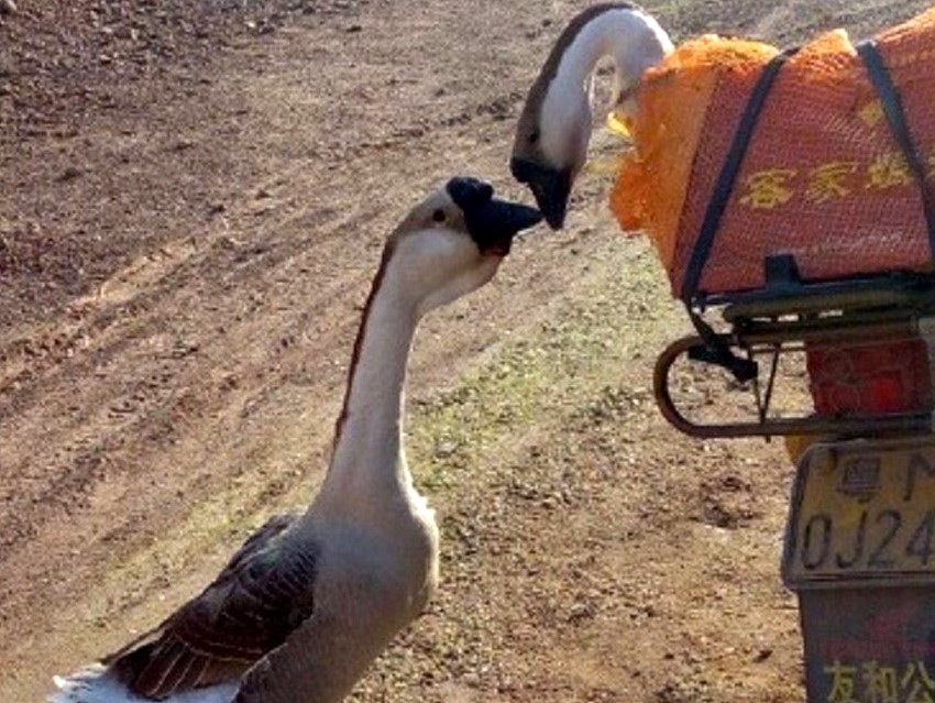 Due oche condannate si danno l'ultimo bacio (FOTO)