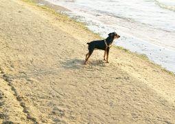 Cani e spiaggia pubblica