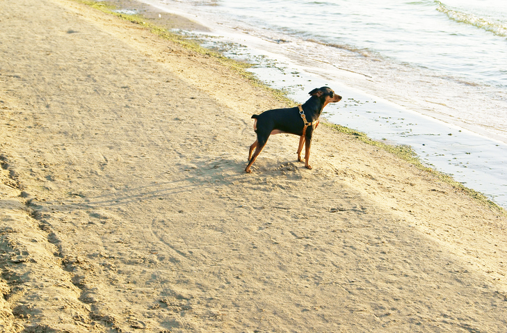 Cani e spiaggia pubblica