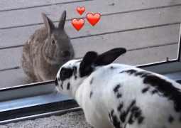 Un coniglio innamorato cotto (VIDEO)
