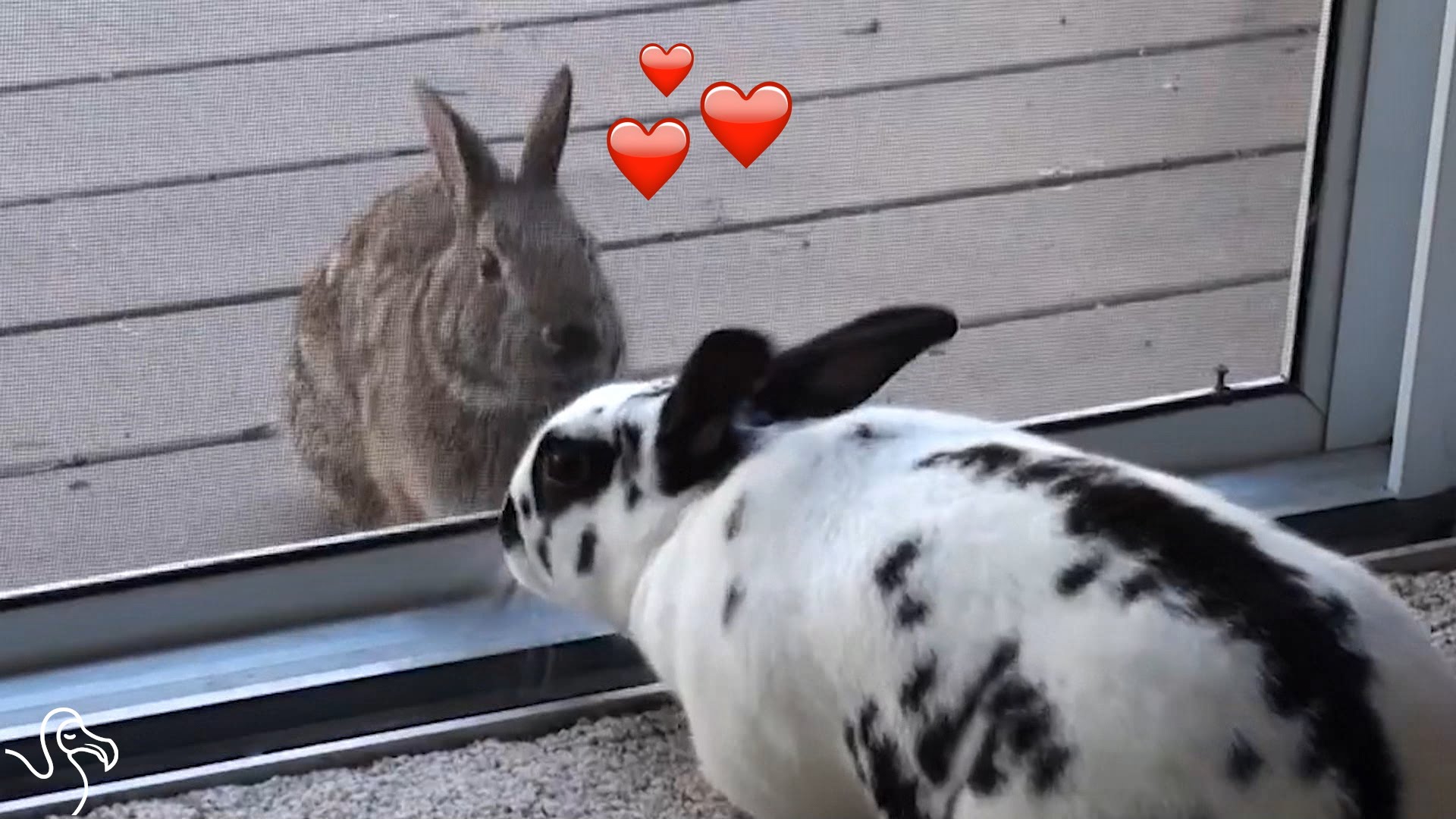 Un coniglio innamorato cotto (VIDEO)